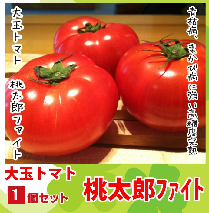 【てしまの苗】H29年4月上旬より順次発送【1株】大玉トマト苗 桃太郎ファイト 断根接木苗 9cmポット10P18Jun16野菜苗