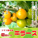 【てしまの苗】H29年4月上旬より順次発送【1株】トマト苗　キラーズ　断根接木苗 9cmポット05P01Mar15野菜苗