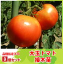【4月上旬から順次お届け】接木苗大玉トマト苗【3株セット】3号(9cmポット)ホーム桃太郎・麗夏・ルネッサンスなど、品種指定不可