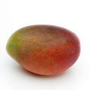 愛媛県産国産マンゴー(アーウイン種) 特選 1個入(400g~500g)