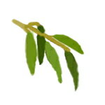 ユーカリプタス・オーストラリア エッセンシャルオイル 5mlアロマテラピー オーストラリア産 100%精油癒しの香り 樹木系