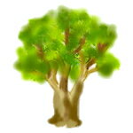 ローズウッド エッセンシャルオイル 10mlアロマテラピー オーストラリア産 100%精油癒しの香り 樹木系