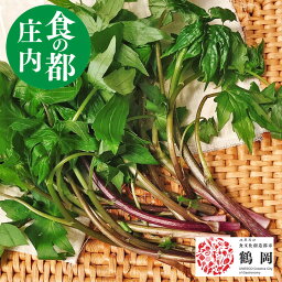 天然 山菜 <strong>シドケ</strong> 100g×3セット冷蔵 山形県庄内地方 しどけ 春 山菜セット 佐徳