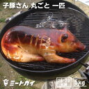 豚丸焼きに!仔豚・子豚さん丸ごと1匹(冷凍・生)≪雑誌掲載商品≫