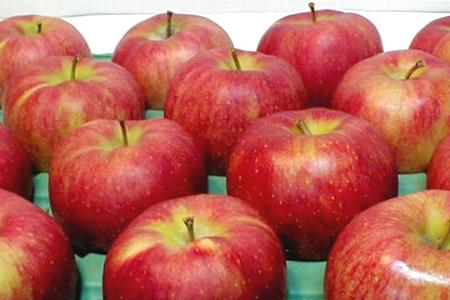 青森産　ジョナゴールドリンゴ(CA貯蔵りんご)5kg　中玉18〜20個入り甘みと酸味がバランスいいリンゴです　【2sp_120622_b】りんご専用倉庫で貯蔵された春でもフレッシュなリンゴです♪