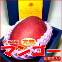 マンゴー 宮崎産 完熟マンゴー 超大玉 5Lサイズ 1玉 化粧箱 ○店長おすすめ果物です 希少品な特大サイズです 母の日 ギフト