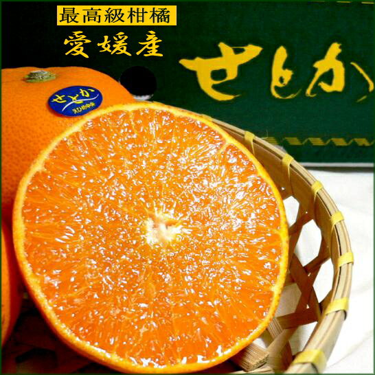 せとか　2Lサイズ　12個入り化粧箱　愛媛産 ○ご贈答おすすめ果物濃厚で上品な甘さの最高級かんきつせとかは、柑橘好きな方すべてにおすすめです　JA愛媛中央産