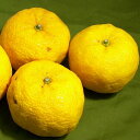 柚子(ユズ) 大玉 8〜9個前後入り 高知産お鍋、和食の美味...