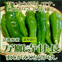 万願寺とうがらし(まんがんじとうがらし)約1kg(32〜40...