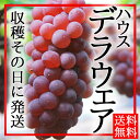 【送料無料】ぶどう(デラウェア)2kg【贈答用】ハウスデラウェア【農園直送】お中元|ブドウ|贈り物|ギフト|葡萄|神宮寺ぶどう|エコ農法|減農薬|進物