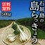 島らっきょう 生 島らっきょ 500g 送料無料 沖縄県産 石垣島産 塩漬けに最適 農園直送 島ラッキョウ 沖縄産 2,980円