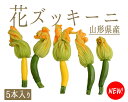 ズッキーニ 花ズッキーニ かほくイタリア野菜研究会
