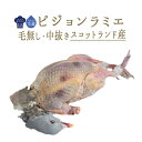 ピジョン ラミエ (山鳩 野生) 毛無し・中付き ジビエ <スコットランド産> 【約350-400g】【冷蔵品】