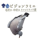 ピジョン ラミエ (山鳩 野生) 毛付き・中付き ジビエ <スコットランド産> 【約350-400g】【冷蔵品】350-400g