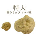 ■特大■ アルバ産 白トリュフ 特大 【送料無料】truffe トリュフ <イタリア アルバ産>【1個=約100-150g】【\960/1g再計算】【冷蔵品】