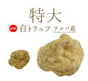金曜日限定出荷 ■特大■ アルバ産 白トリュフ 特大 【送料無料】truffe トリュフ <イタリア アルバ産>【1個=約100-150g】【\1,300/1g再計算】【冷蔵品】