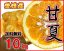 【送料無料】愛媛県産 訳あり甘夏10kg...
