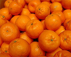 դǤߤ󲦹δŤơ⤤ݥ󥫥Ǥ̵Τ㤤ߤ̣Ф򤼤Ҥꡪ̵۰ɲݥ󥫥