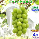 【予約】【クール送料無料】信州産 シャインマスカット 4房(約2kg)マスカットの爽やかな甘味がクセになる!種無しで皮ごと食べられるブドウ♪