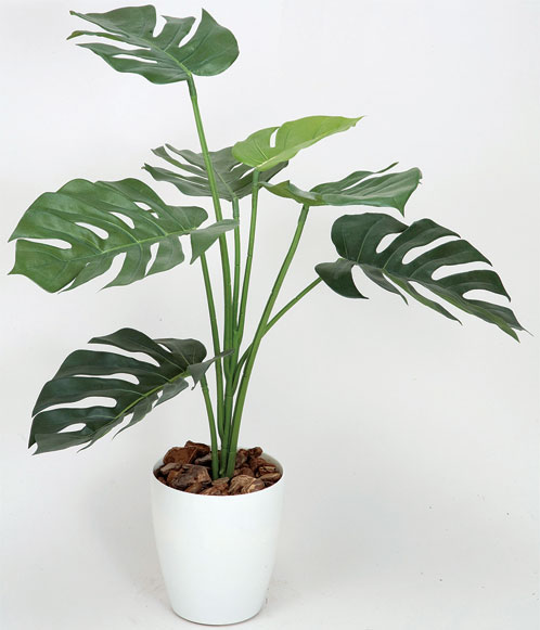 ޤο͹տʪC4302-70(A4903-70)󥹥ƥ75(ȭդ)