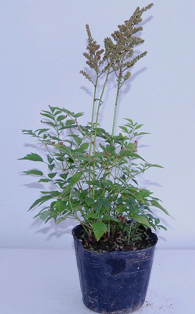 アスチルベ　白花10.5cmPOT