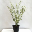 シルバープリペット高さ40cm