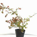 ¥¢¥Ù¥ê¥¢10.5cmPOT
