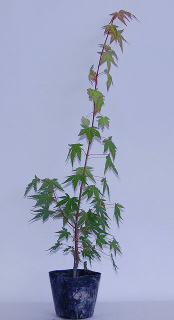 いろはもみじ高さ50cm四季折々に変化する日本の庭木の代表