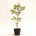はまぼう高さ50cm