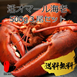 【活】【送料無料】活オマール海老　500g　3尾セット【オマール海老】【アメリカンロブスタ…...:tos-way:10000034