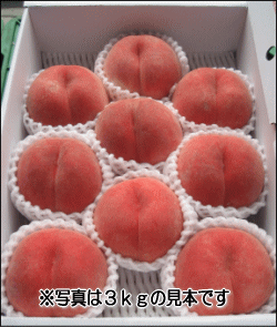 川中島白桃（特秀品/大玉）3kg