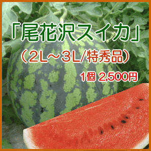 尾花沢スイカ特秀品（2L〜3Lサイズ）もぎたて新鮮な果実をお届け致します！