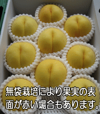 スイート光黄（特秀品/大玉）3kgもぎたて新鮮な果実をお届け致します！