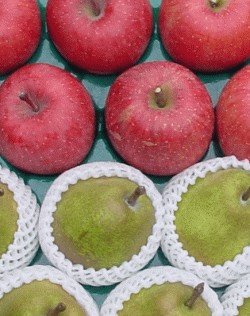 ラ・フランス&サンふじ詰合せ(特秀品)5kg【送料無料(※但し、沖縄県・離島へのお届けの場合は、別途送料が300円かかります)】 ランキングお取り寄せ