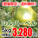 シルバーベル(特秀品)5kg【送料無料(※但し、沖縄県・離島...