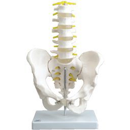 骨盤腰椎模型 実物大　IK52...:towatech2:10060761