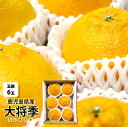 【6個入】鹿児島県産 大将季【鹿児島県 家庭用 デコポン で...