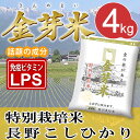 【新米】金芽米 特別栽培米【長野こしひかり】4kg【2kg×2袋】【送料込み】【とがずに炊ける無洗米】【28年産】【LPS リポポリサッカライド 豊富 免疫力】きんめまい