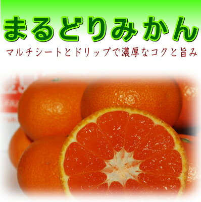 【送料無料】【静岡青島みかん】【お試し】旨味凝縮♪まるどりみかん 3kg