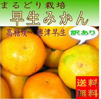 【送料無料】【訳あり】　早生みかん5キロ【興津早生】【まるどり栽培】