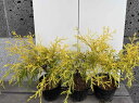 フィリフィラオーレア オーレア 3本セット 12cmポット 寄せ植え 洋風ガーデン 植木 苗木