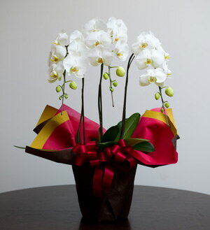 胡蝶蘭　白　3本立ち【送料無料】定番の白の胡蝶蘭凛とした存在感が美しい白く気品の漂う胡蝶蘭です。お祝い　お誕生日　記念日にオススメです。