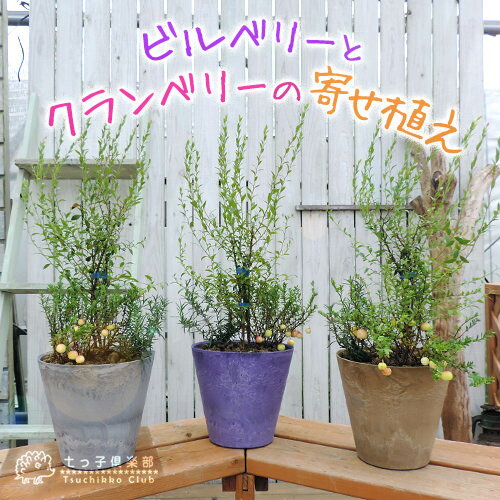 ビルベリーとクランベリーの寄せ植え（アートストーン22cm鉢植え）...:tsuchikko:10002988
