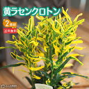 クロトン ( 黄ラセンクロトン ) 9cmポット苗【 送料無料 】 【 2個セット 】