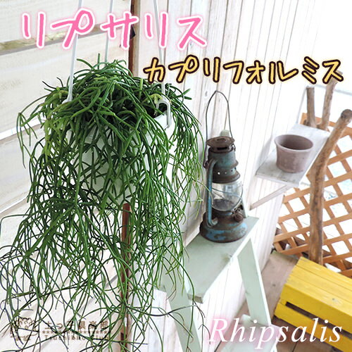 観葉植物 『リプサリス・カプリフォルミス』 3.5号鉢植え（吊り鉢）