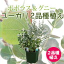 ユーカリ 2品種植え(ポポラス&グニー)8号スリット鉢
