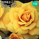 四季咲き中輪 『 フリージア 』 2年生 接ぎ木苗 ( フロ...