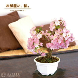 <strong>桜</strong><strong>盆栽</strong> 一才<strong>桜</strong> 『 旭山 （ あさひやま ）』