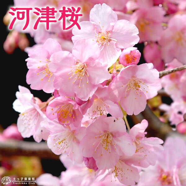 <strong>桜</strong> 『 河津<strong>桜</strong> （ かわづざくら ） 』接ぎ木 15cmポット <strong>苗木</strong>