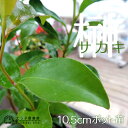 サカキ(榊) 10.5cmポット苗